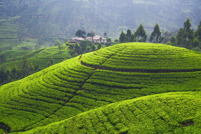 4K Tea Plantation Scenery Fields