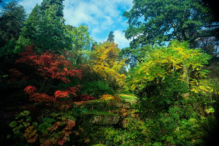 Autumn trees in Batsford Arboretum, England