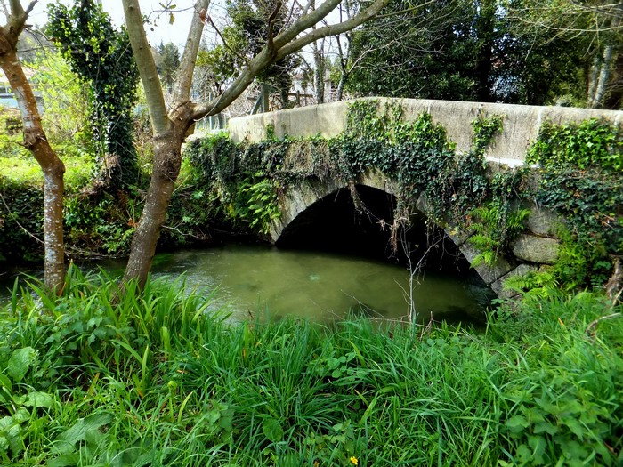 Stone bridge over a river covered in ivy