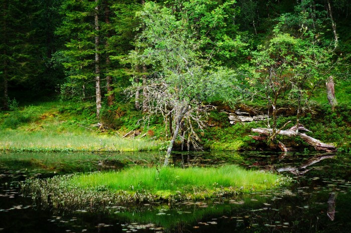 Pond and forest in Vindheim, Norway
