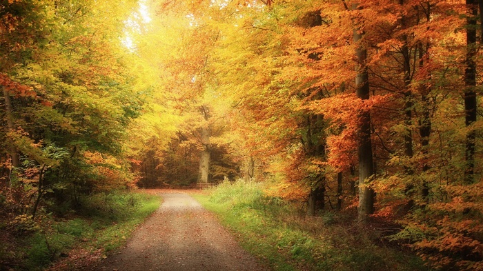 Autumn forest path with colorful trees