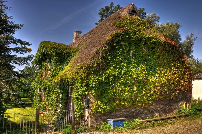 Thatched roof house covered in ivy in Winnemark, Germany