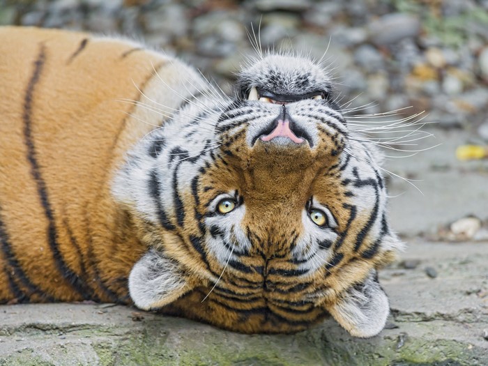 Tiger lying on its back, looking up