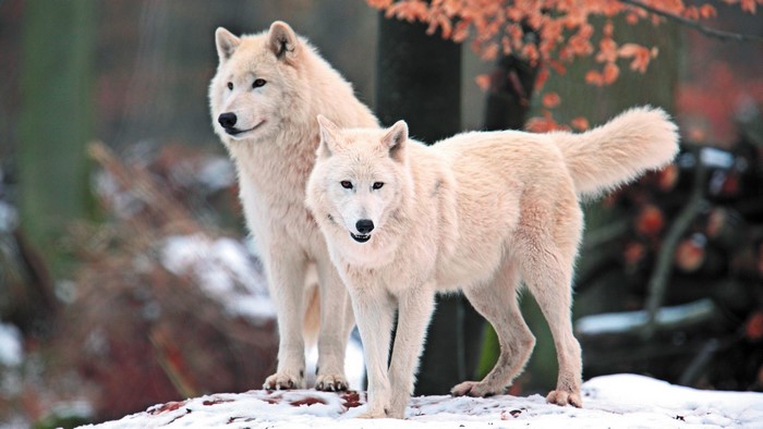 Two Arctic wolves in the snow