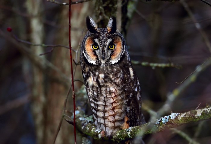 Long-eared owl perched on a branch