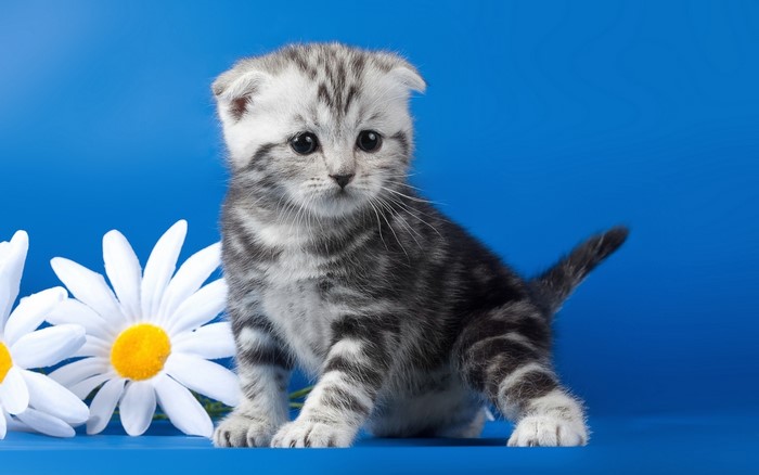 Scottish Fold kitten with daisies