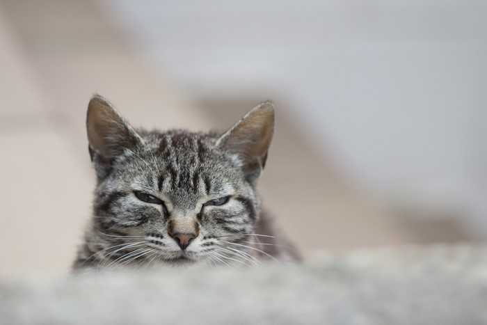 A tabby cat with green eyes looks forward
