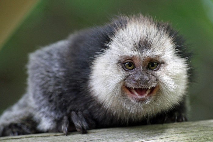 White-headed Capuchin Monkey