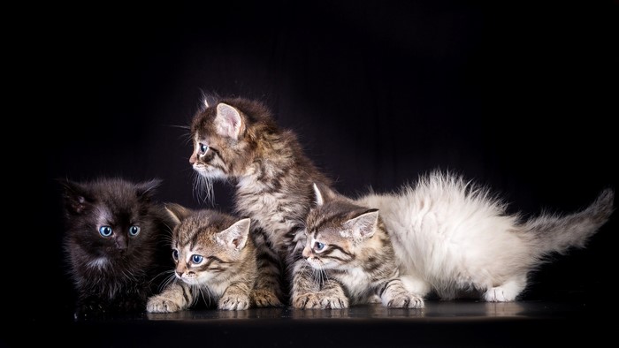 Four fluffy kittens on a black background