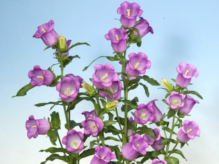 Purple Bellflowers against a blue sky