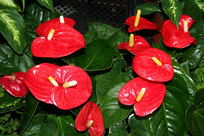 Many Red Anthurium Flowers