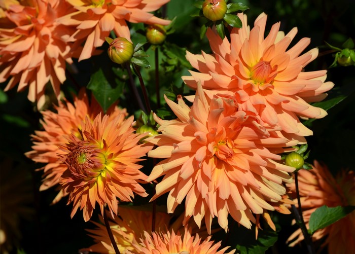 Orange Dahlias in Bloom