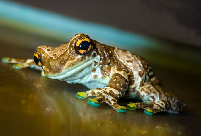 A close-up of a colorful frog with large eyes