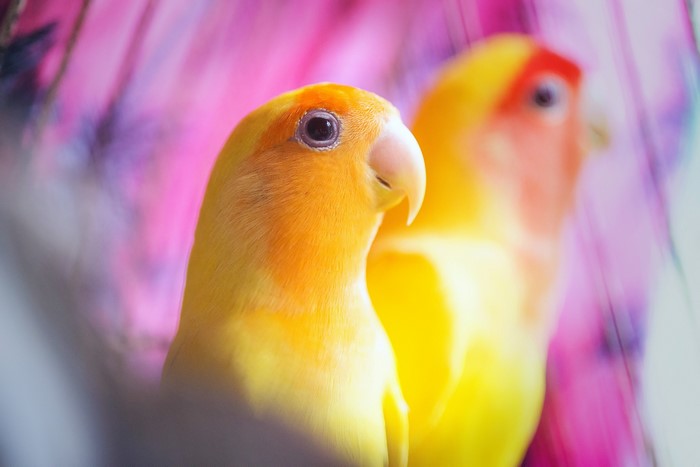 Two lovebirds with colorful background