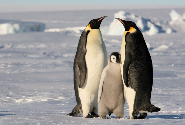 Three Emperor Penguins and a Chick on Ice