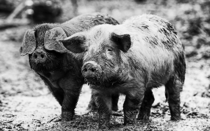 Two muddy domestic pigs in the mud