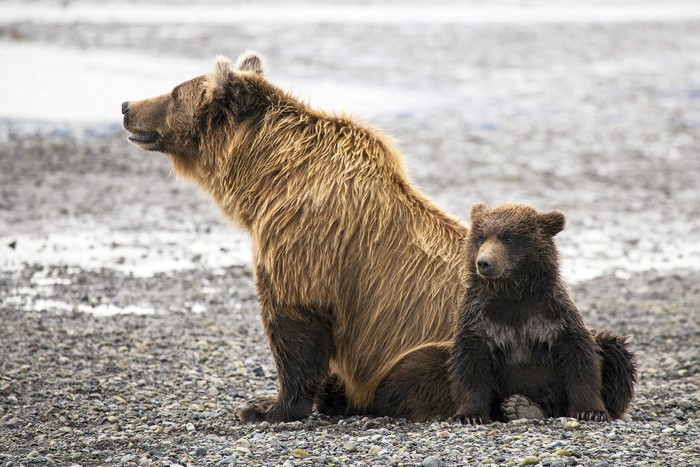 Mother and cub brown bears sitting on a rocky shore