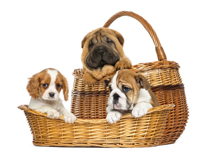 Three puppies in a wicker basket