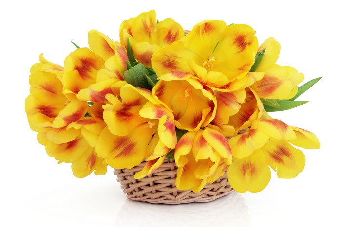 Yellow and red tulips in a wicker basket