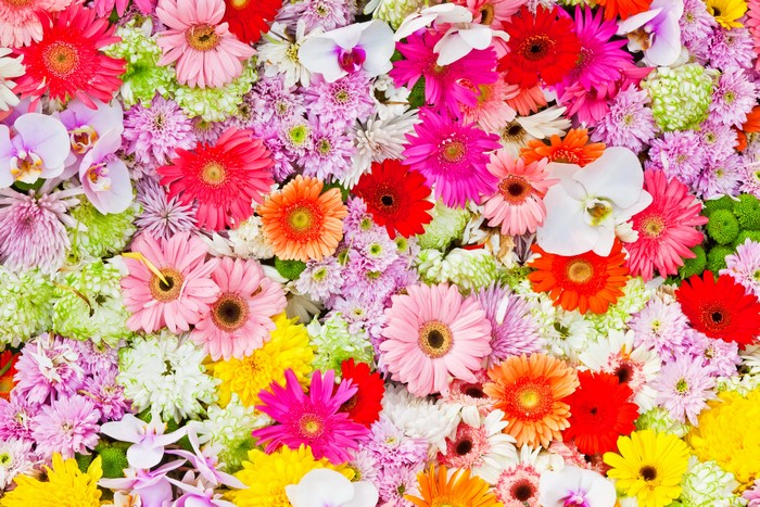 Gerberas, Orchids, and Chrysanthemums in a Colorful Arrangement