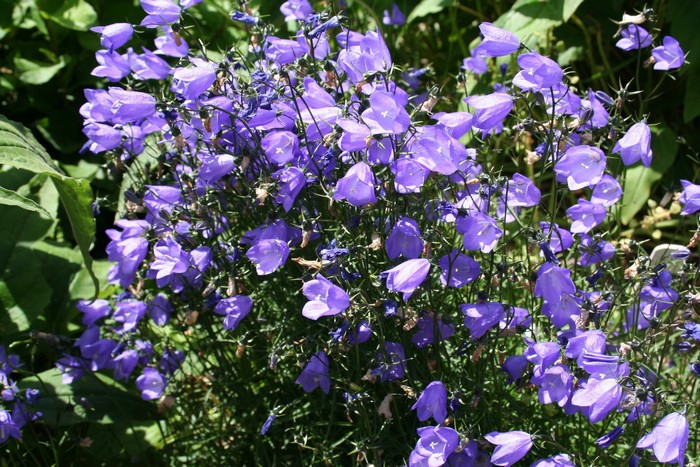 Many Campanula flowers