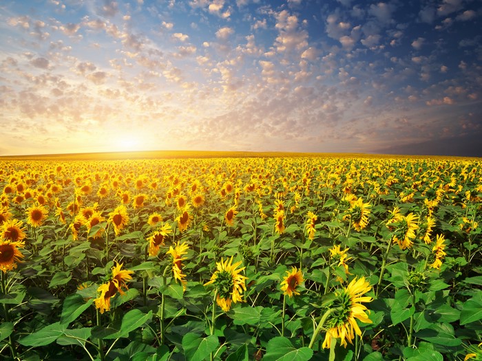 Field of sunflowers at sunrise