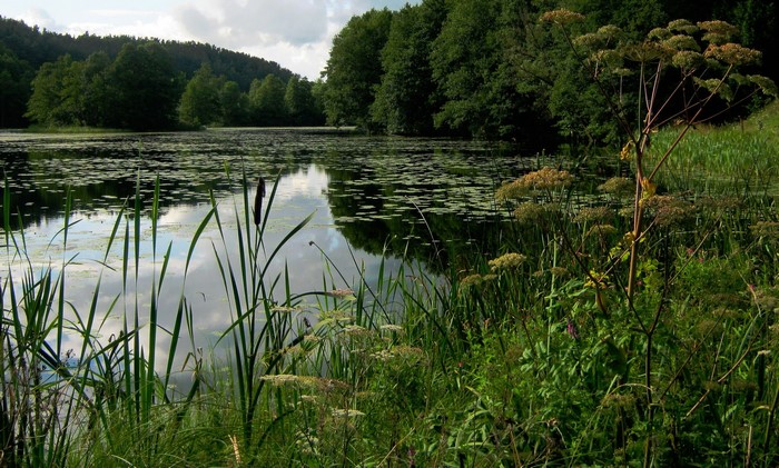 Lake with lily pads and trees in Poland
