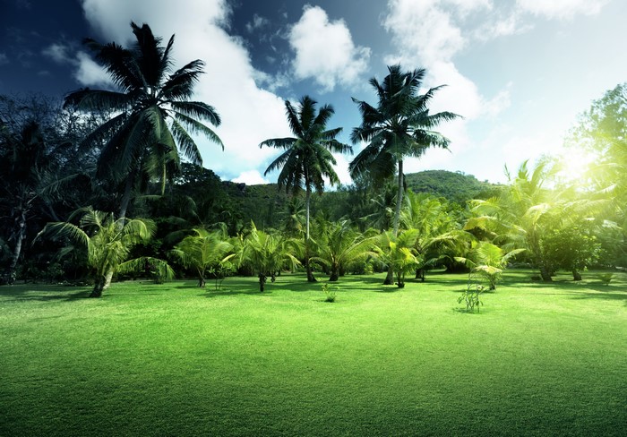 Palm trees on a grassy field with a cloudy sky