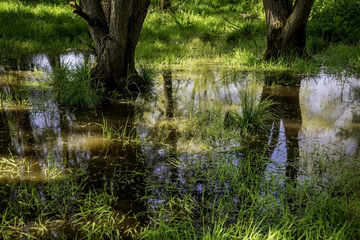 Flooded grassy area with trees and reflections