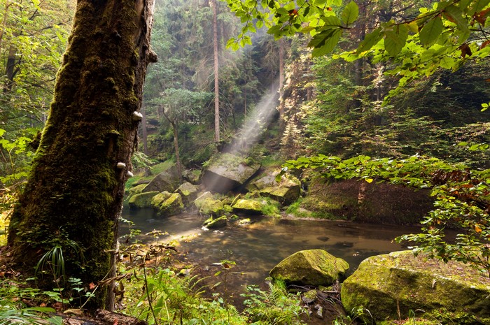 Forest stream with sunbeams and mossy rocks