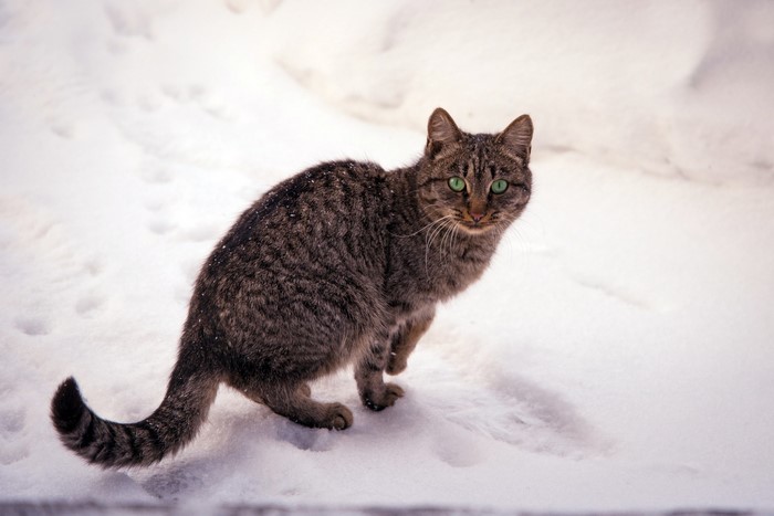 Tabby cat with green eyes in the snow