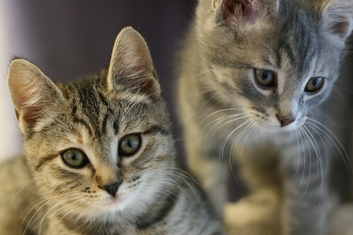 Two Kittens Close Up