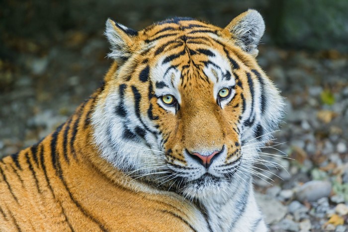 Tiger close-up portrait