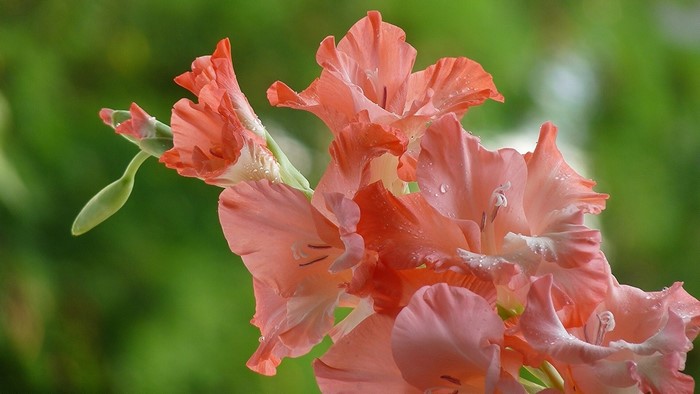 Close-up of pink gladiolus flowers with water droplets