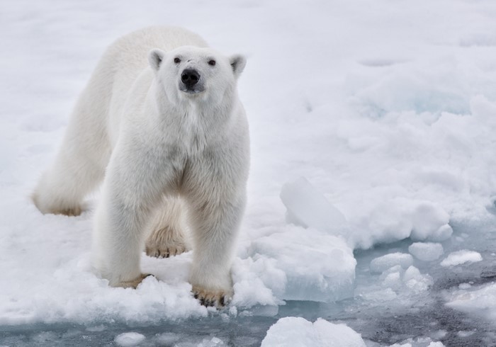 Polar bear standing on ice floes