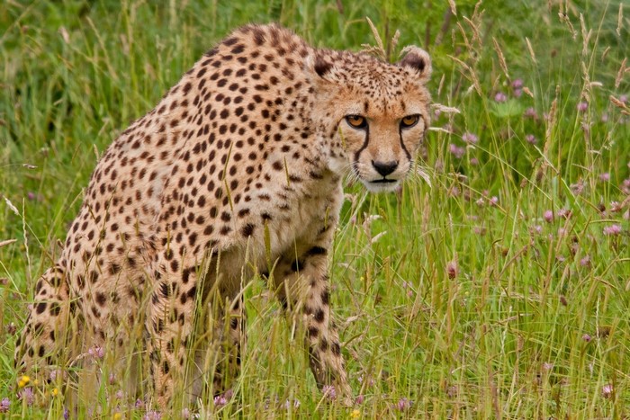Cheetah in tall green grass with small flowers