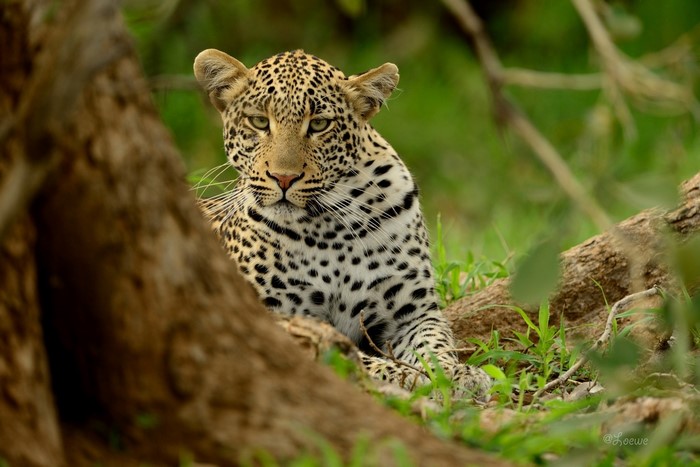 Leopard resting in a forest