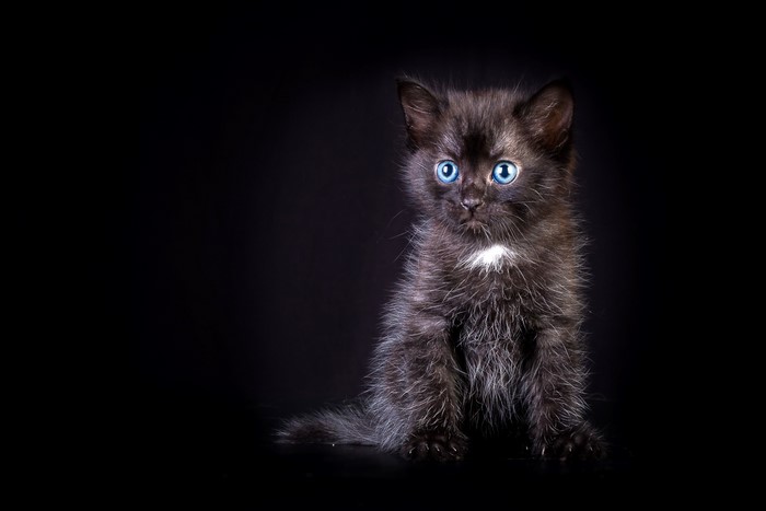 Black kitten with blue eyes on a black background