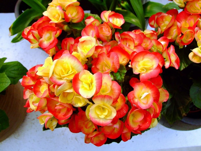 Close-up of many red and yellow begonias