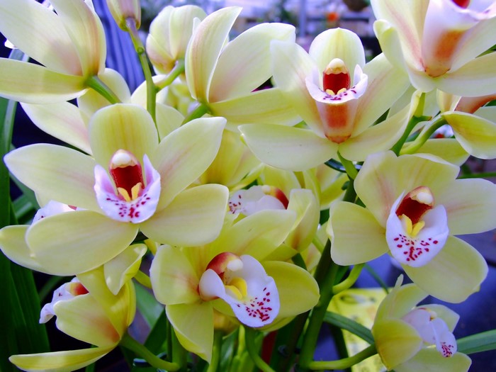 Close-up of yellow Cymbidium orchids with red and white centers