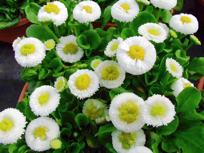 Many white Bellis flowers with yellow centers