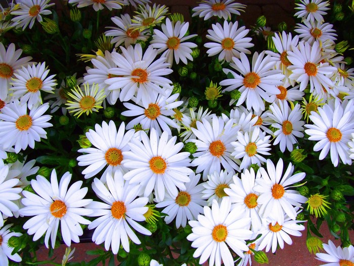 Many white Bellis flowers with orange centers