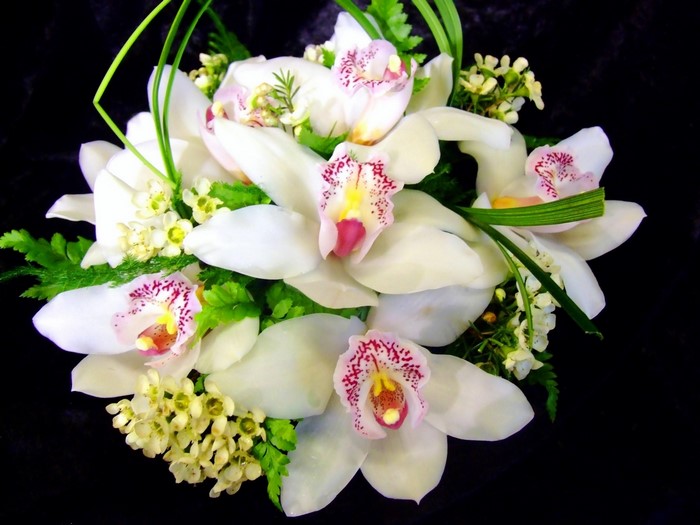 White orchids with green accents on black background