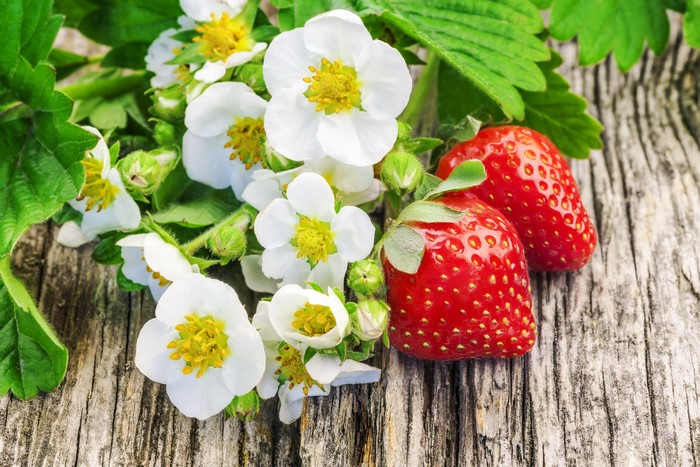 Strawberries and flowers on wood