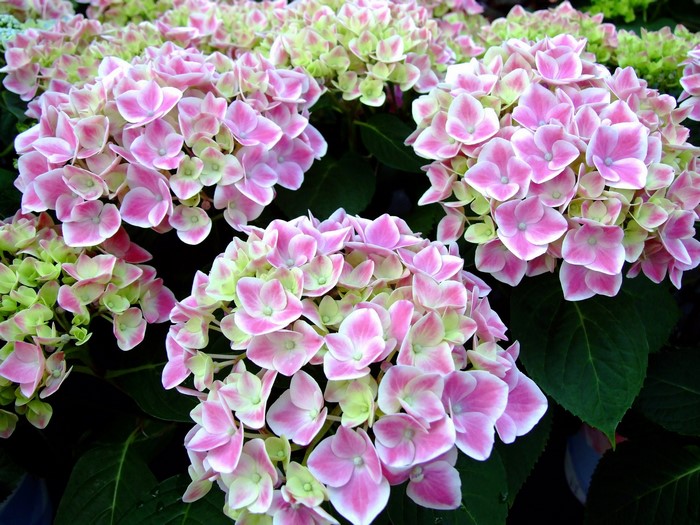 Pink and green hydrangeas in bloom