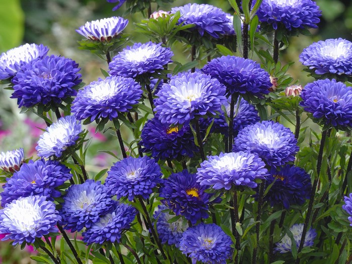 Many Violet Asters in a Garden