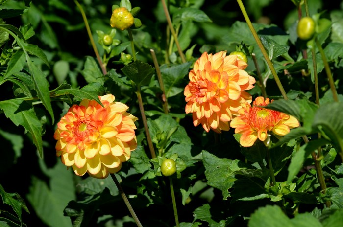 Orange and yellow dahlias in bloom