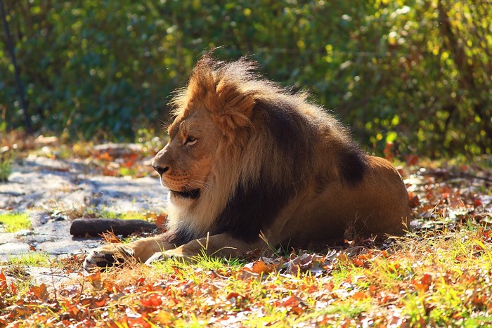 Lion resting in autumn foliage