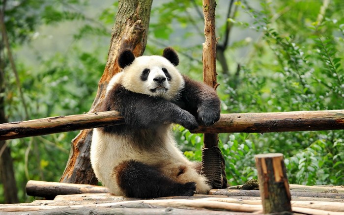 Giant Panda resting on a wooden platform