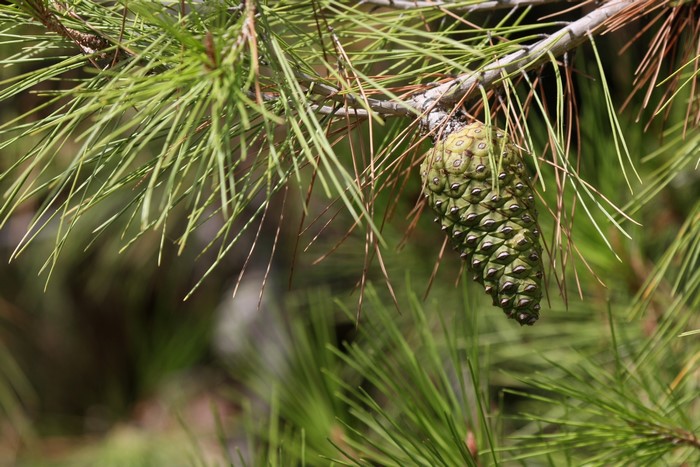 Green pine cone on a pine tree branch